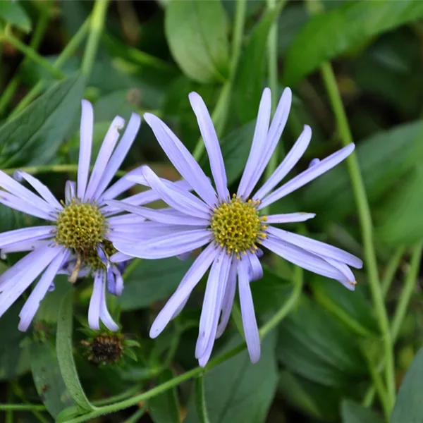 Aster x frikartii 'Mönch'