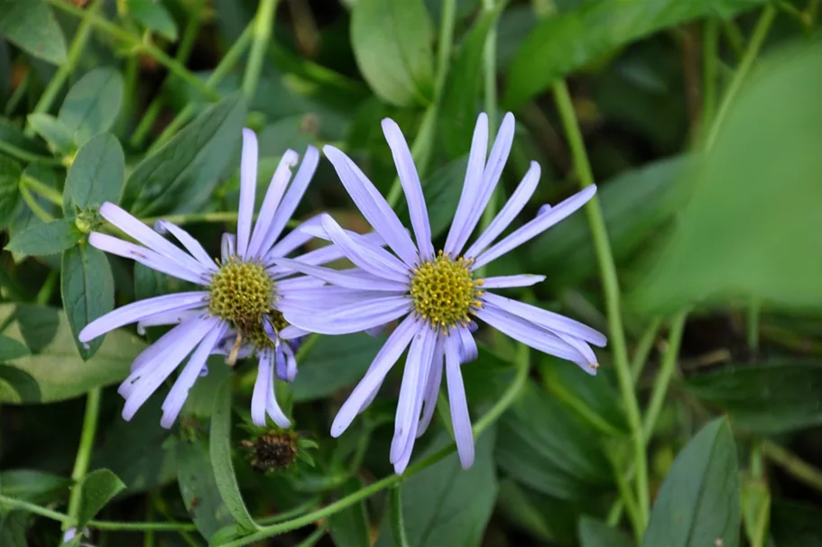 Aster x frikartii 'Mönch'
