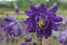 Aquilegia vulgaris 'Blue Barlow'