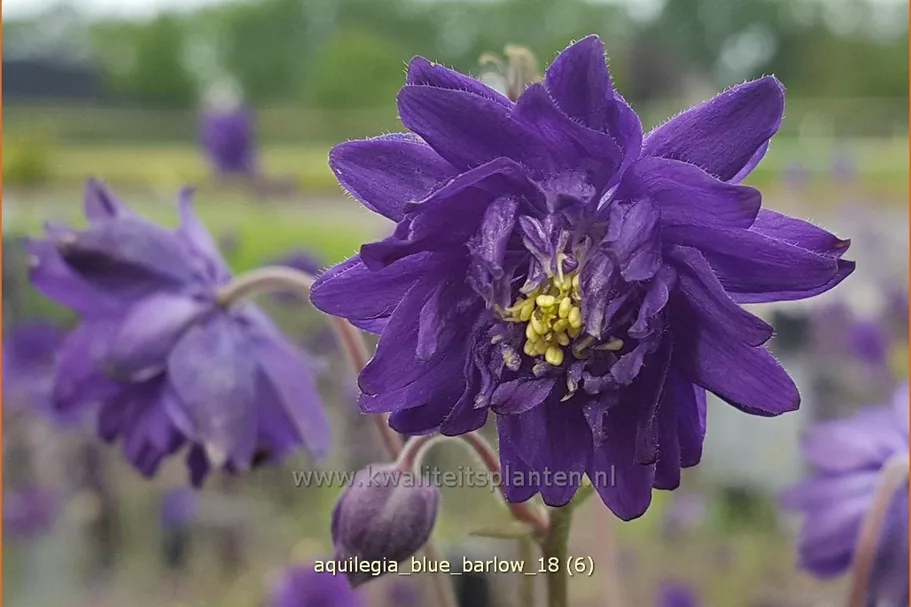 Aquilegia vulgaris 'Blue Barlow'