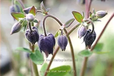 Aquilegia vulgaris 'Blue Barlow'