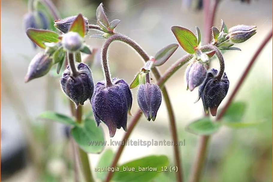 Aquilegia vulgaris 'Blue Barlow'