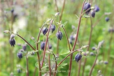 Aquilegia vulgaris 'Blue Barlow'