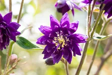 Aquilegia vulgaris 'Blue Barlow'