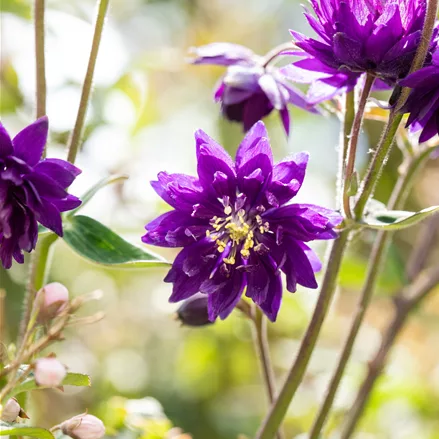 Aquilegia vulgaris 'Blue Barlow'