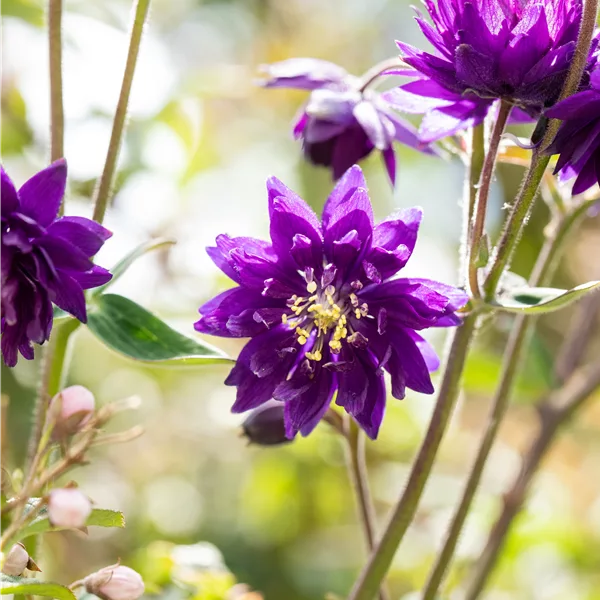 Aquilegia vulgaris 'Blue Barlow'