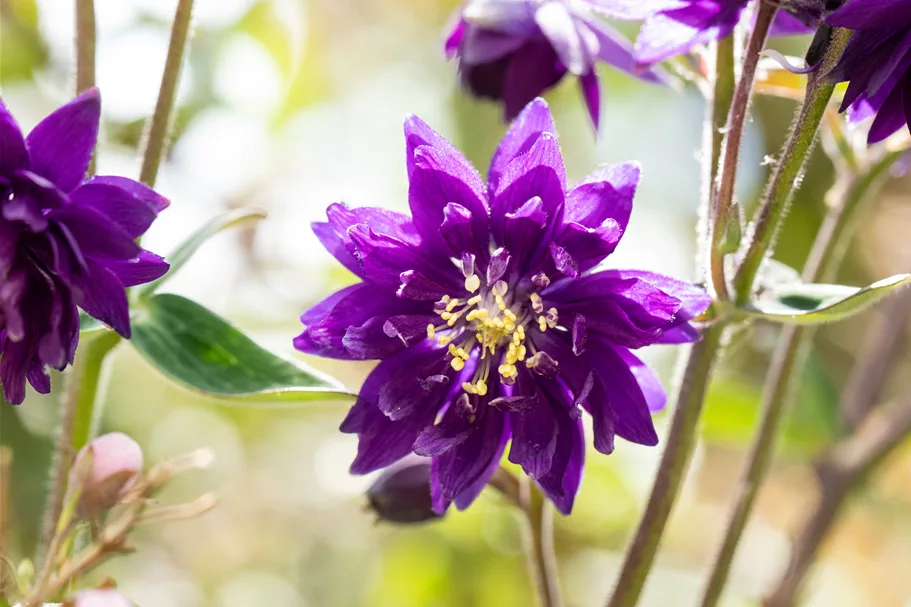 Aquilegia vulgaris 'Blue Barlow'