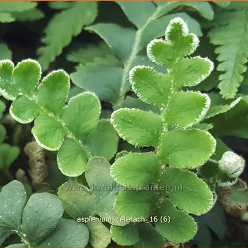 Asplenium ceterach