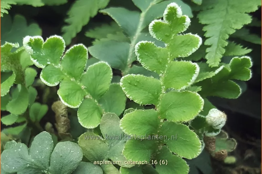 Asplenium ceterach