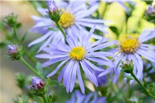 Aster x frikartii 'Wunder von Stäfa'
