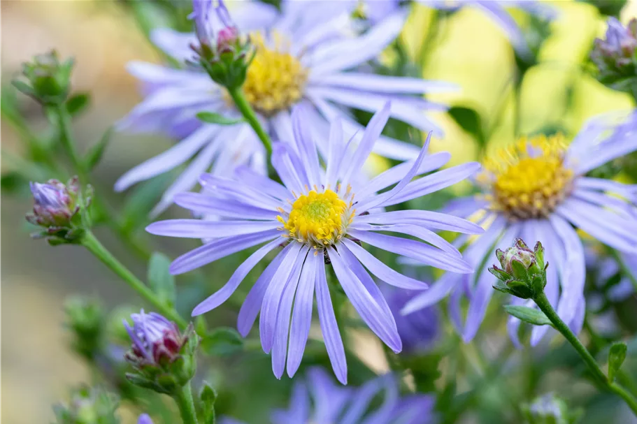 Aster x frikartii 'Wunder von Stäfa'