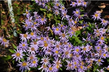 Aster x frikartii 'Wunder von Stäfa'