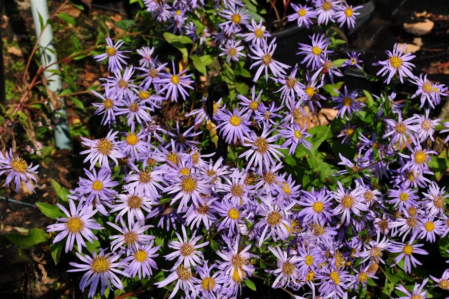 Aster x frikartii 'Wunder von Stäfa'
