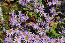 Aster x frikartii 'Wunder von Stäfa'