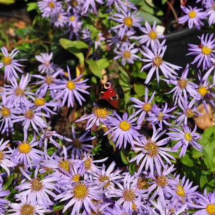 Aster x frikartii 'Wunder von Stäfa'