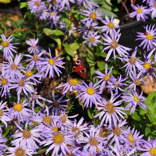Aster x frikartii 'Wunder von Stäfa'