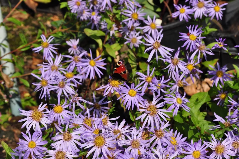 Aster x frikartii 'Wunder von Stäfa'