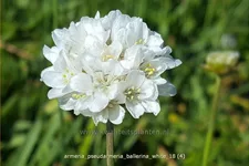 Armeria pseudarmeria 'Ballerina White' Staude im 9x9 cm Vierecktopf