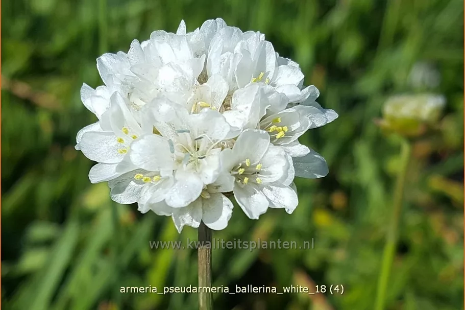 Armeria pseudarmeria 'Ballerina White' Staude im 9x9 cm Vierecktopf