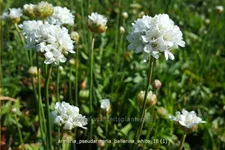 Armeria pseudarmeria 'Ballerina White' Staude im 9x9 cm Vierecktopf