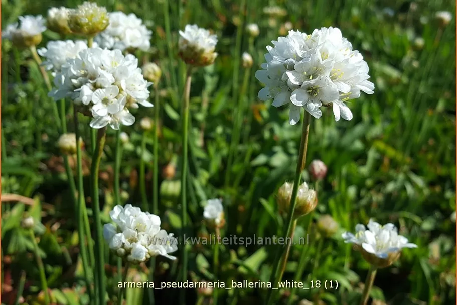 Armeria pseudarmeria 'Ballerina White' Staude im 9x9 cm Vierecktopf