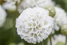 Armeria pseudarmeria 'Ballerina White' Staude im 9x9 cm Vierecktopf