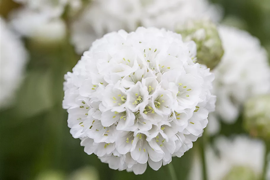 Armeria pseudarmeria 'Ballerina White' Staude im 9x9 cm Vierecktopf