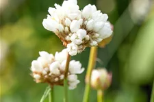 Armeria pseudarmeria 'Ballerina White' Staude im 9x9 cm Vierecktopf