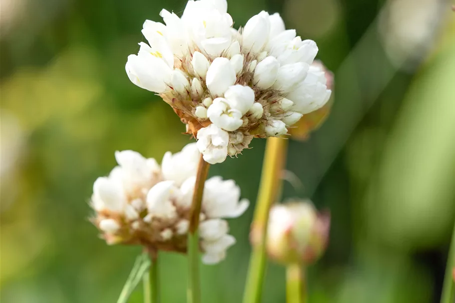 Armeria pseudarmeria 'Ballerina White' Staude im 9x9 cm Vierecktopf