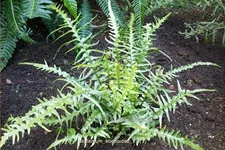 Asplenium ebenoides
