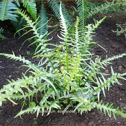 Asplenium ebenoides