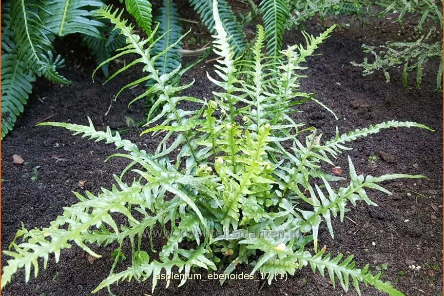 Asplenium ebenoides