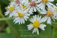 Aster glehnii 'Agleni'