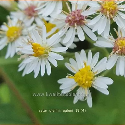 Aster glehnii 'Agleni'