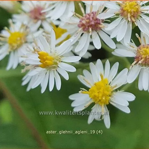 Aster glehnii 'Agleni'