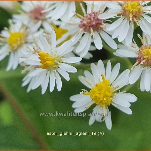 Aster glehnii 'Agleni'
