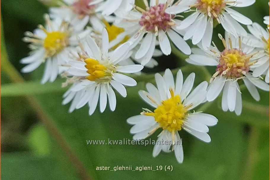Aster glehnii 'Agleni'