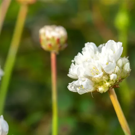Armeria pseudarmeria 'Ballerina White'