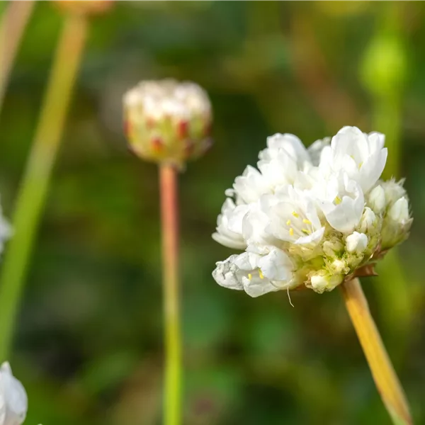 Armeria pseudarmeria 'Ballerina White'