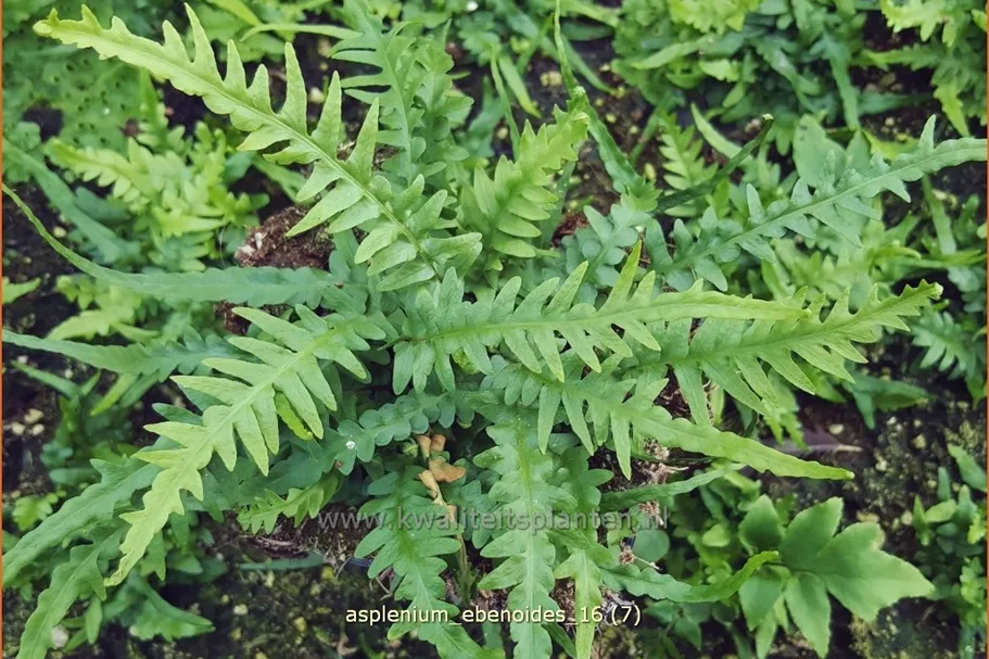 Asplenium ebenoides