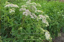 Aster glehnii 'Agleni'
