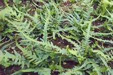 Asplenium ebenoides