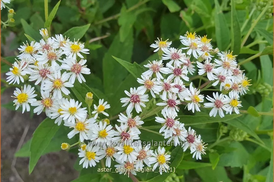 Aster glehnii 'Agleni'
