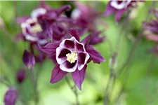 Aquilegia caerulea