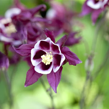 Aquilegia caerulea