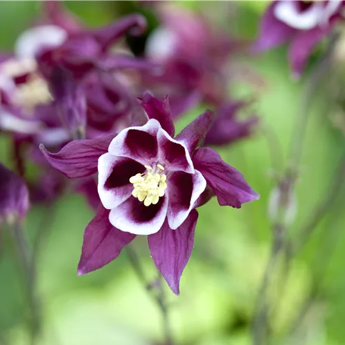 Aquilegia caerulea