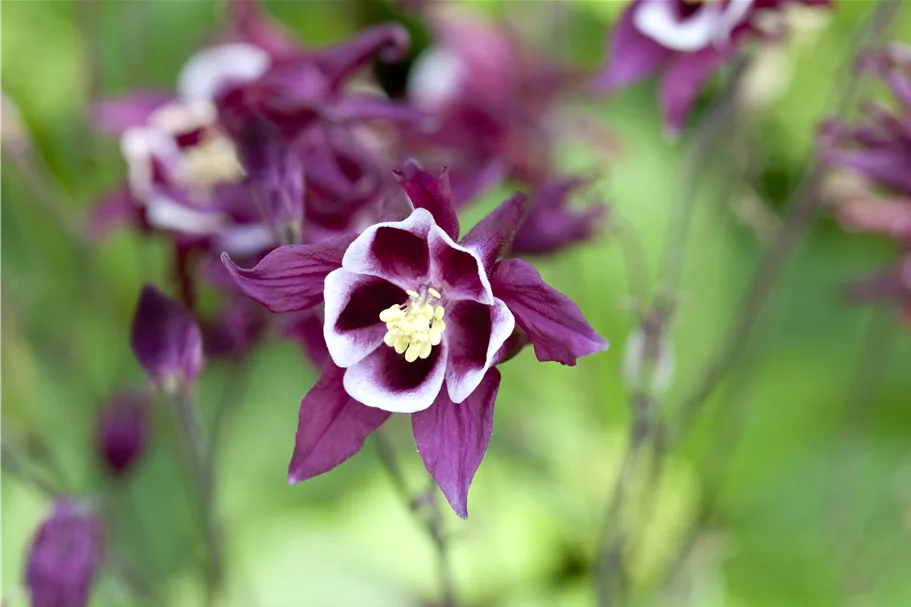 Aquilegia caerulea