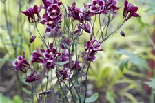 Aquilegia caerulea