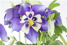 Aquilegia caerulea