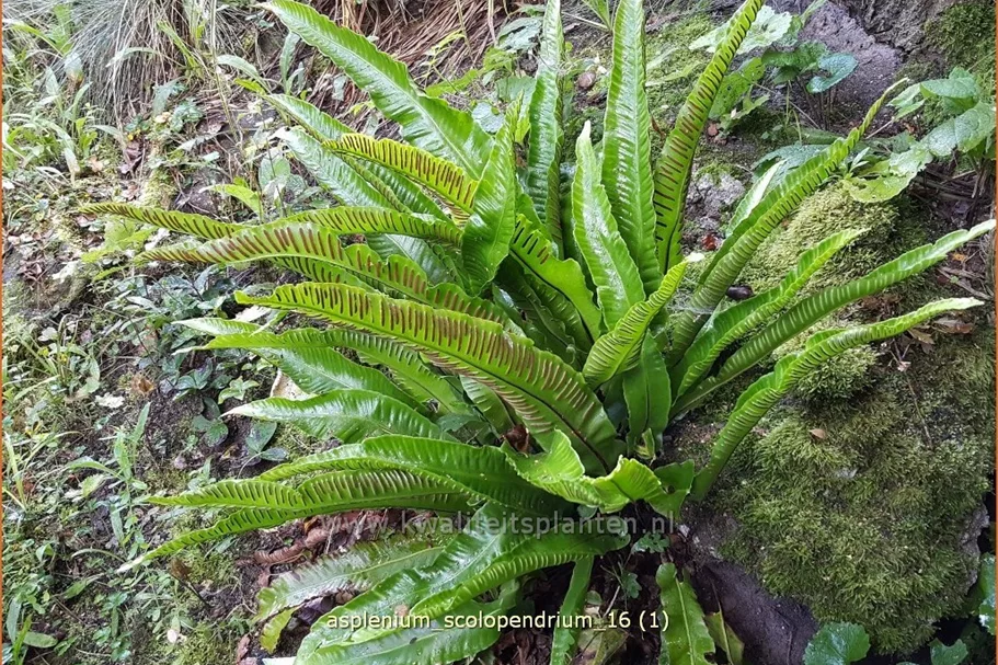 Asplenium scolopendrium